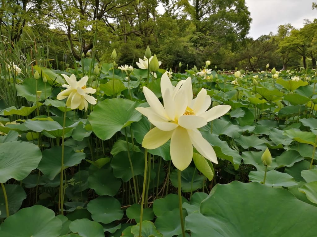 毛馬桜ノ宮公園ひょうたん池　蓮