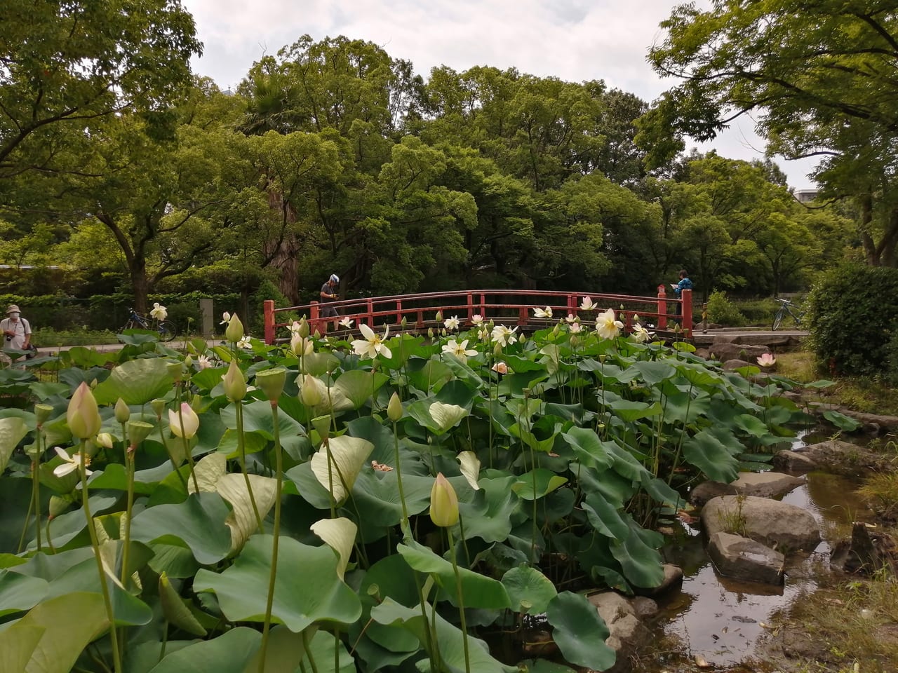 毛馬桜ノ宮公園ひょうたん池　蓮