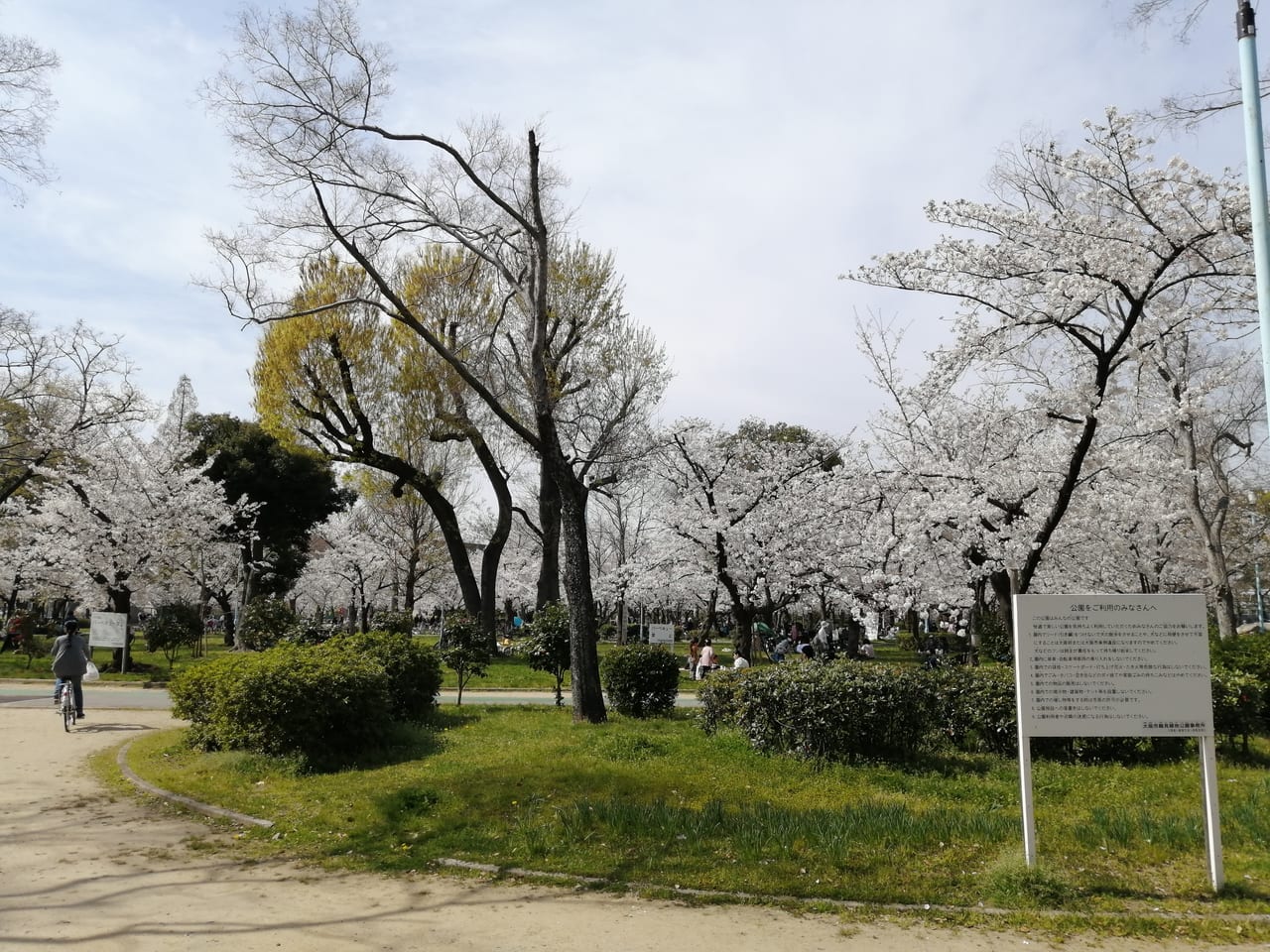 大阪市旭区　城北公園　桜　2021年4月