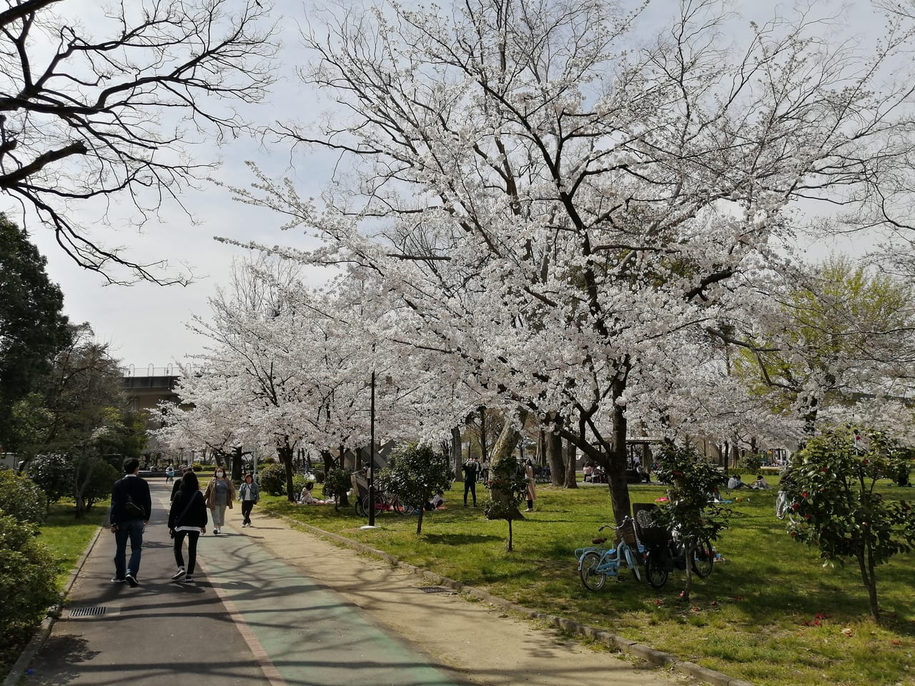 大阪市旭区　城北公園　桜　2021年4月