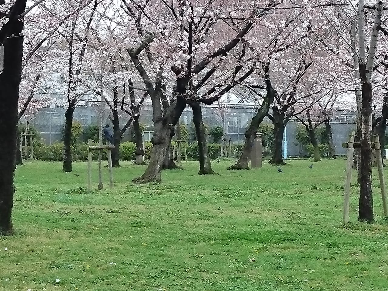 芝生と桜2