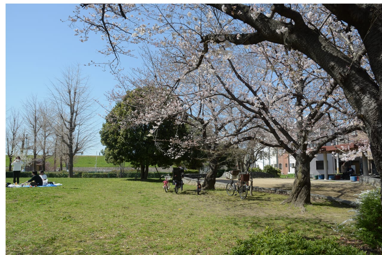 太子橋桜モザイク修正２