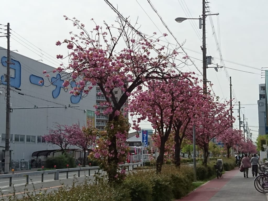 桜並木