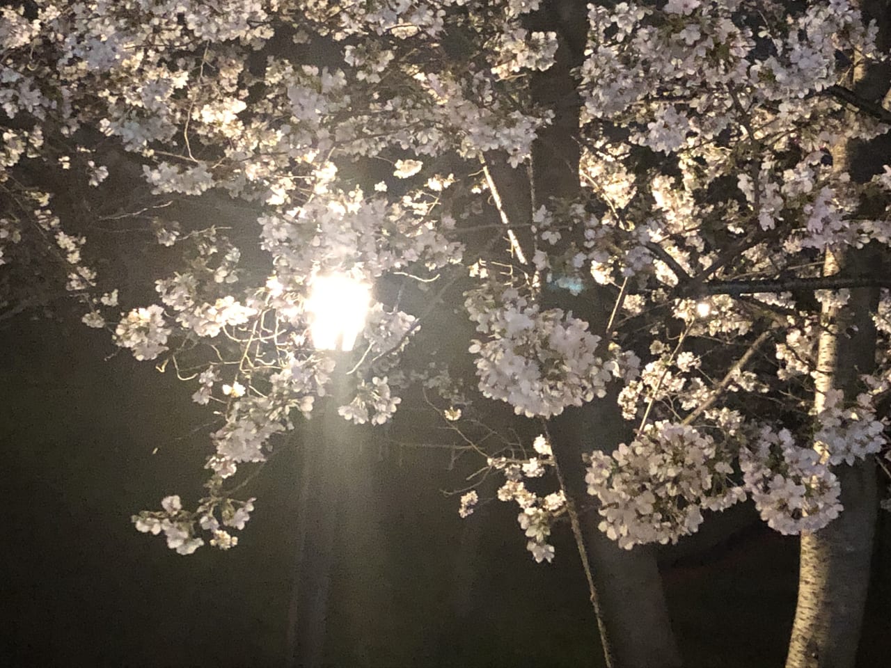 桜宮公園の桜