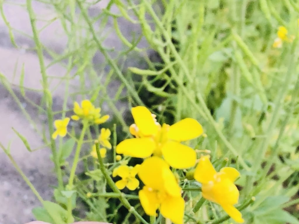 菜の花