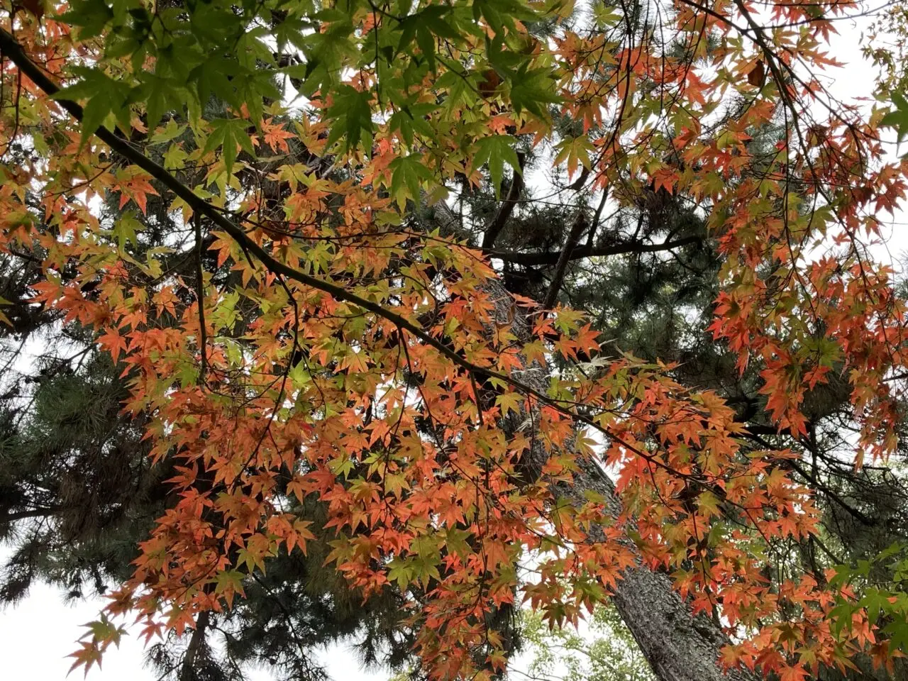 momiji