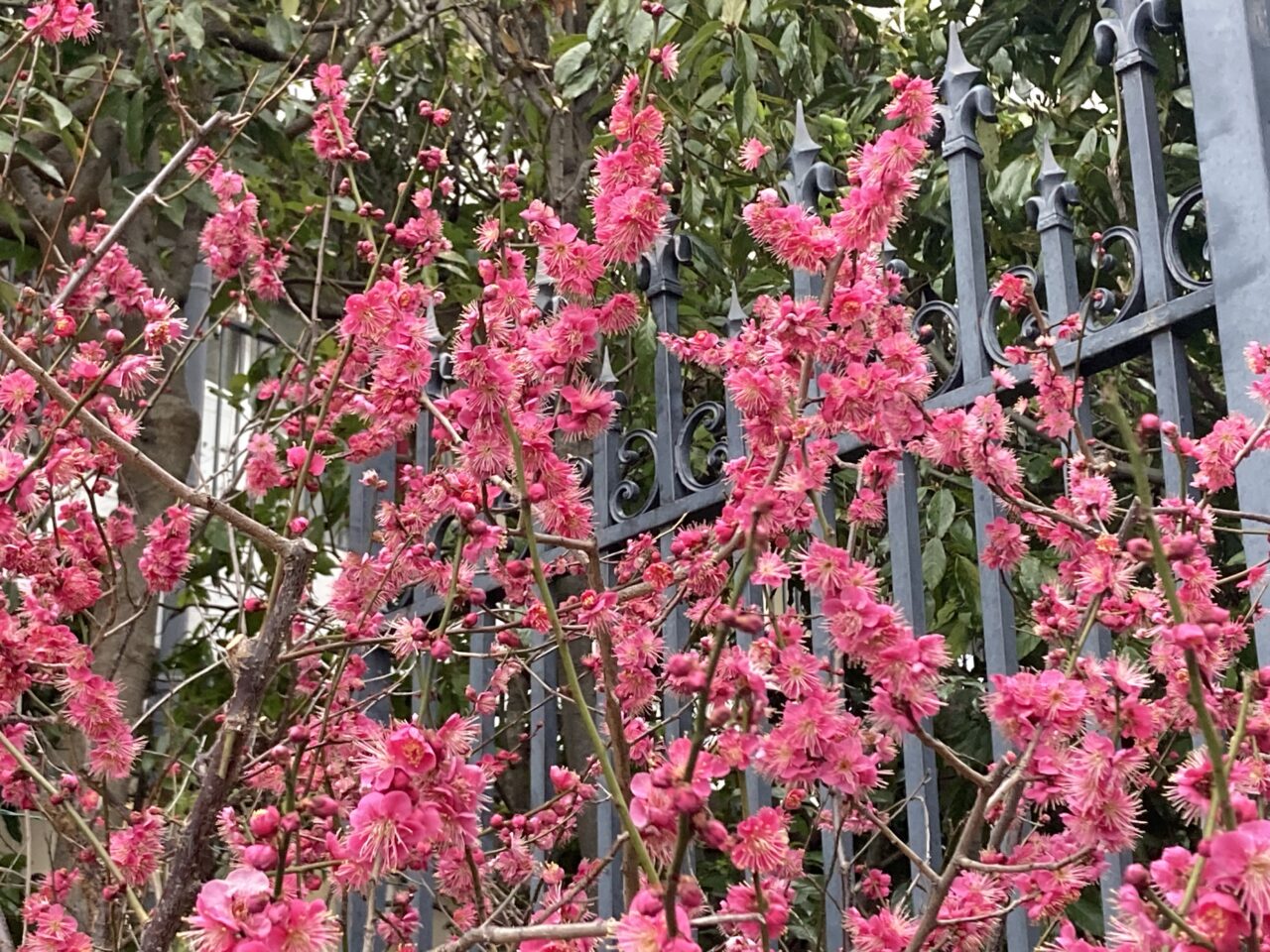 ume