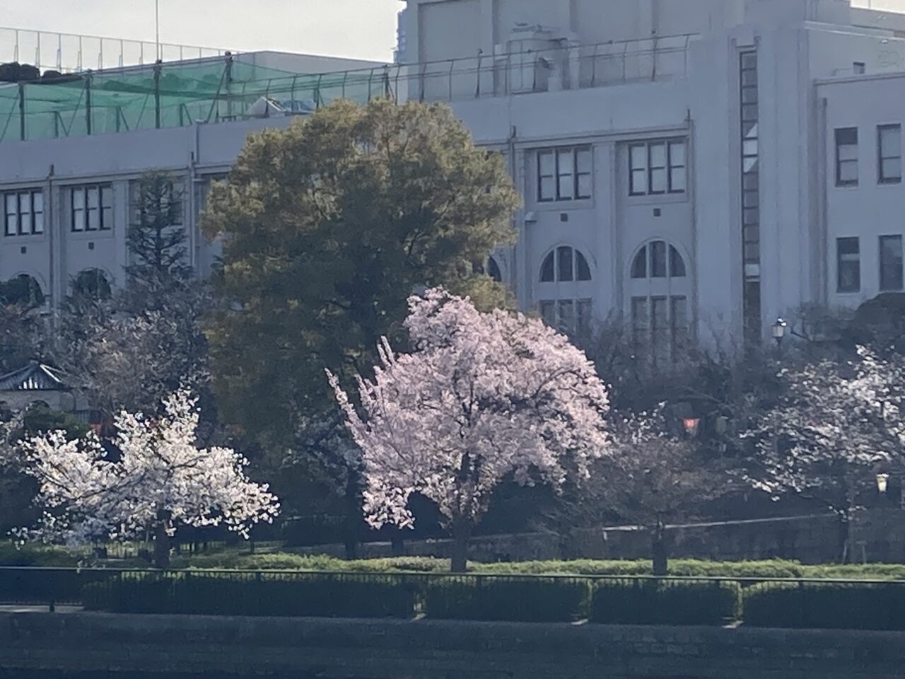 sakura