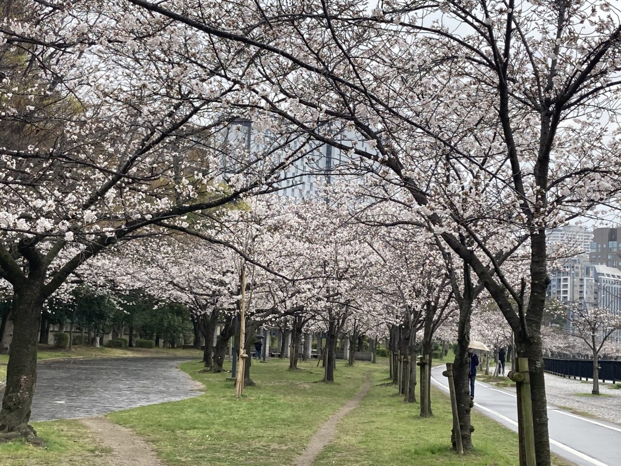 sakura