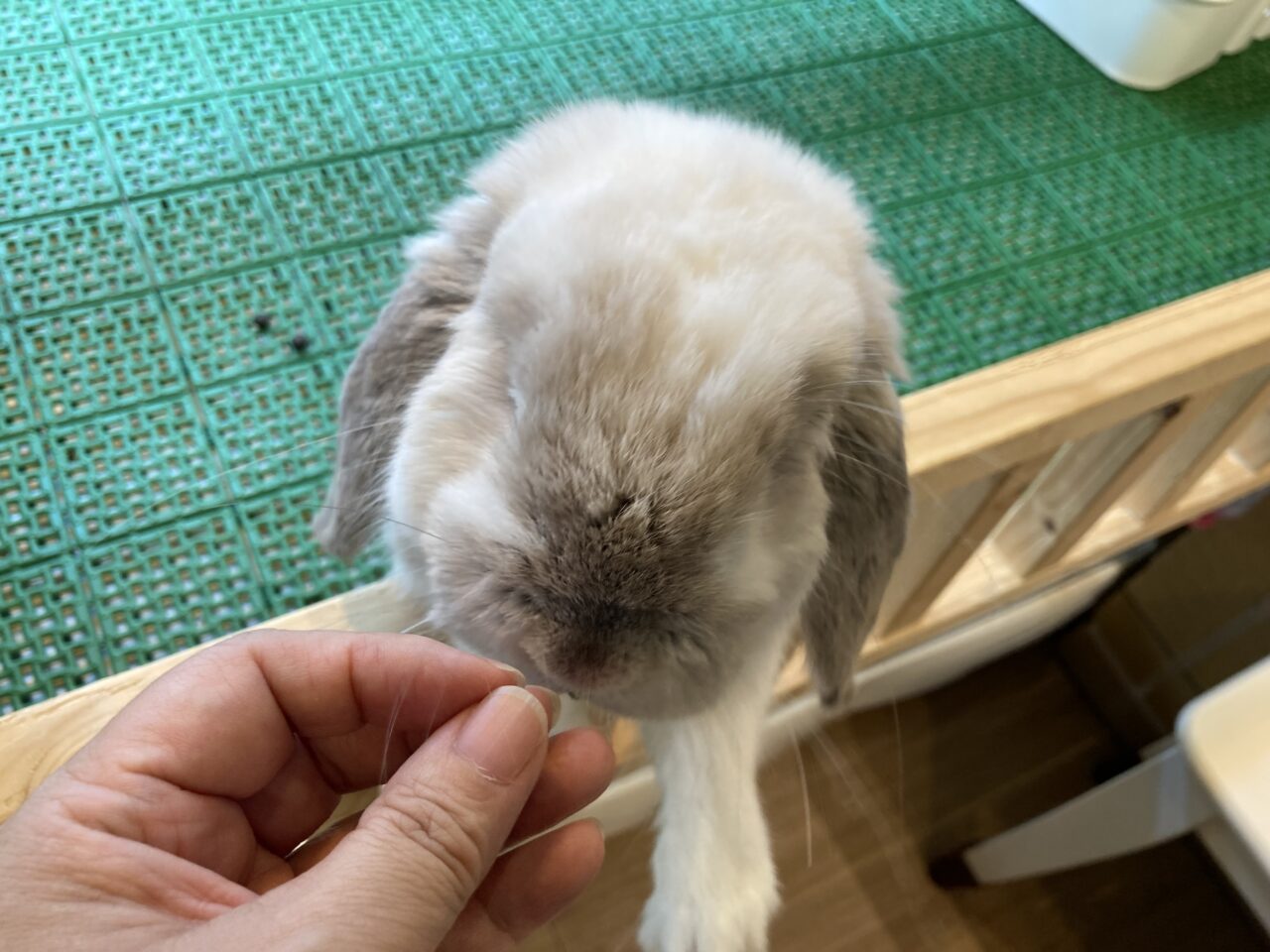 ダニエル